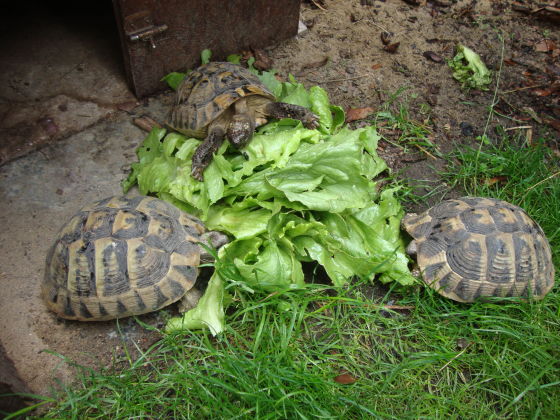  - Unsere Schildkröten